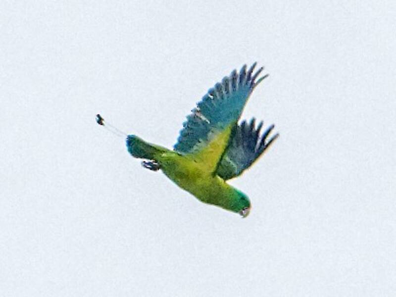 Blue-crowned Racquet-tail, Photos 4