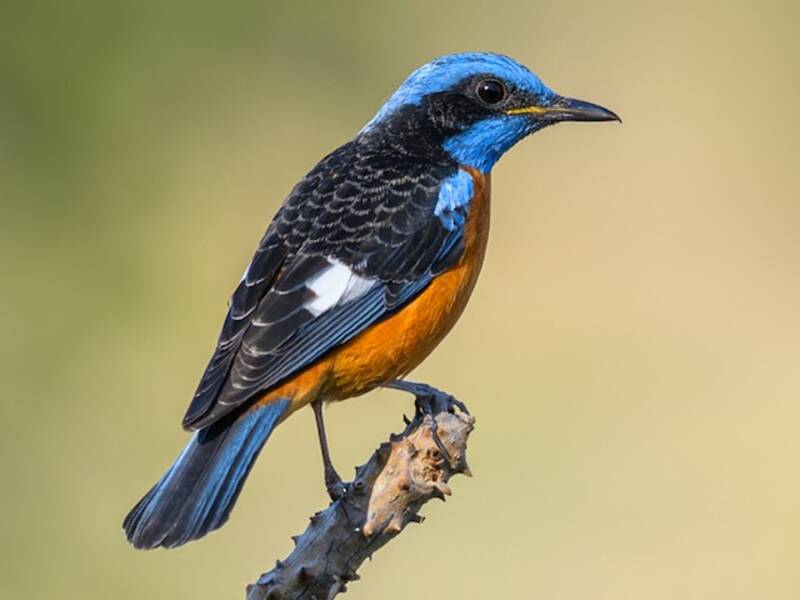 Blue-capped Rock-Thrush, 照片 2