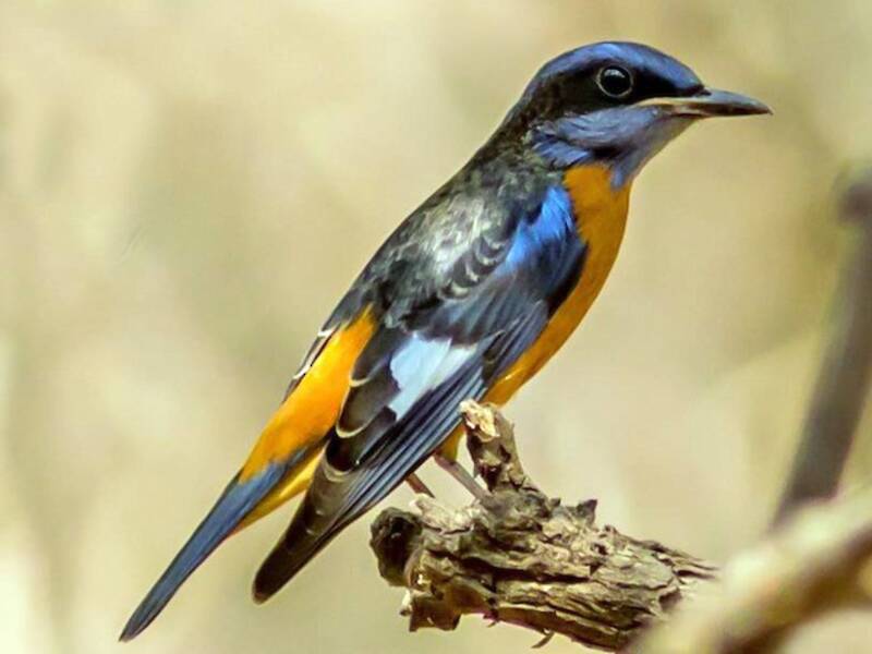 Blue-capped Rock-Thrush, 照片 3