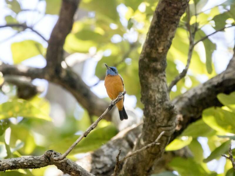 Blue-capped Rock-Thrush, 照片 4