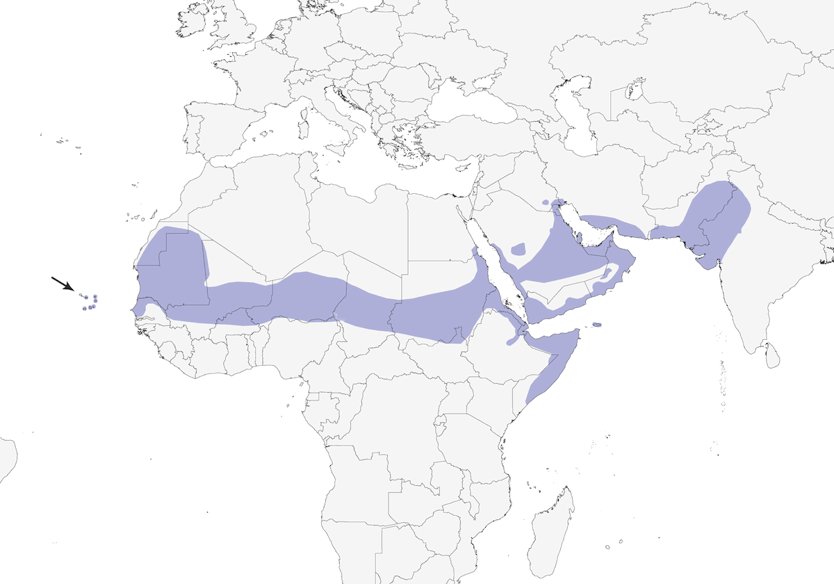 Calandrina nucanera, Distribuzione 1