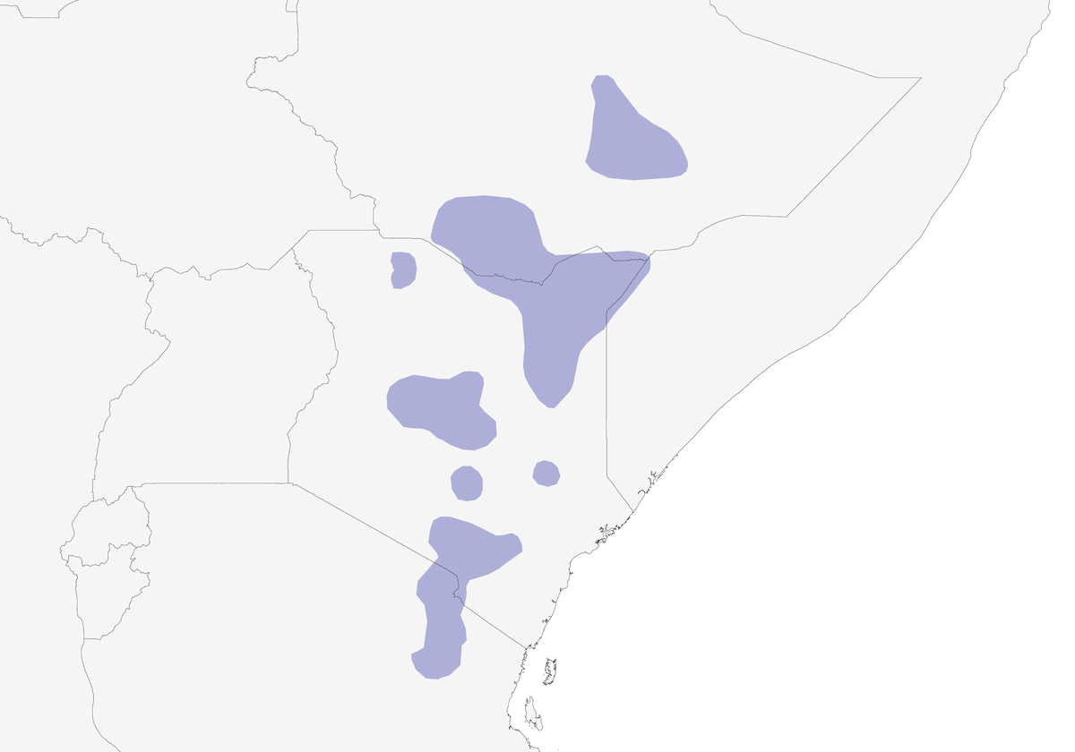 Tejedor social de corona negra, Distribución 1