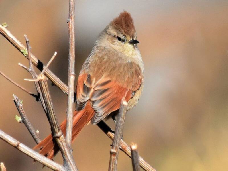 Huilco à tête brune, Photos 4