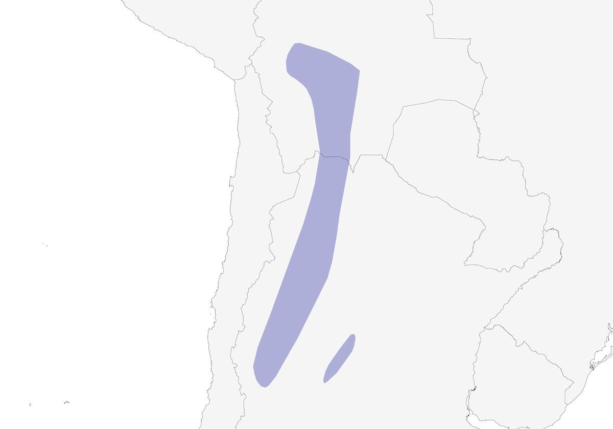 Huilco à tête brune, Distribution 1