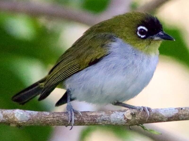 Schwarzkappen-Brillenvogel, Fotos 3