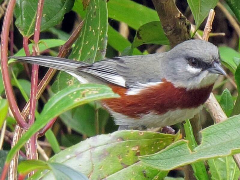 Bay-chested Warbling Finch, Photos 3