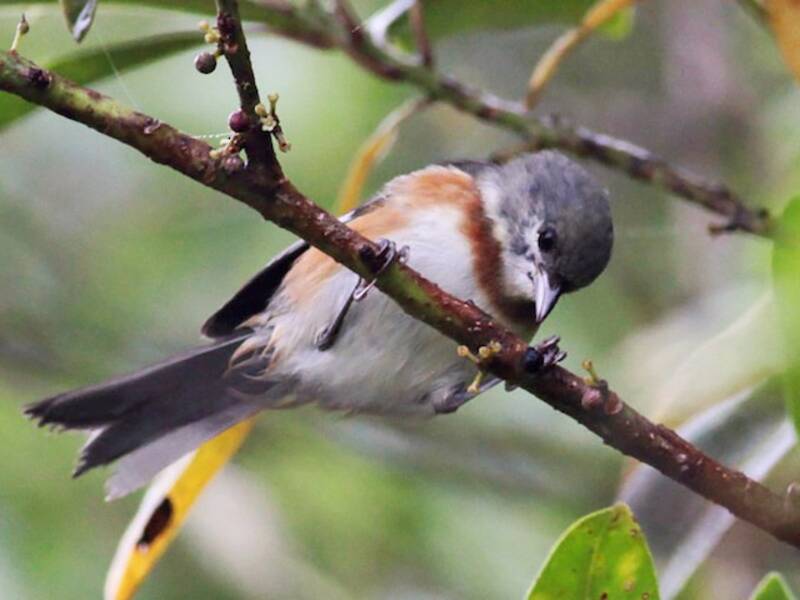 Bay-chested Warbling Finch, Photos 4