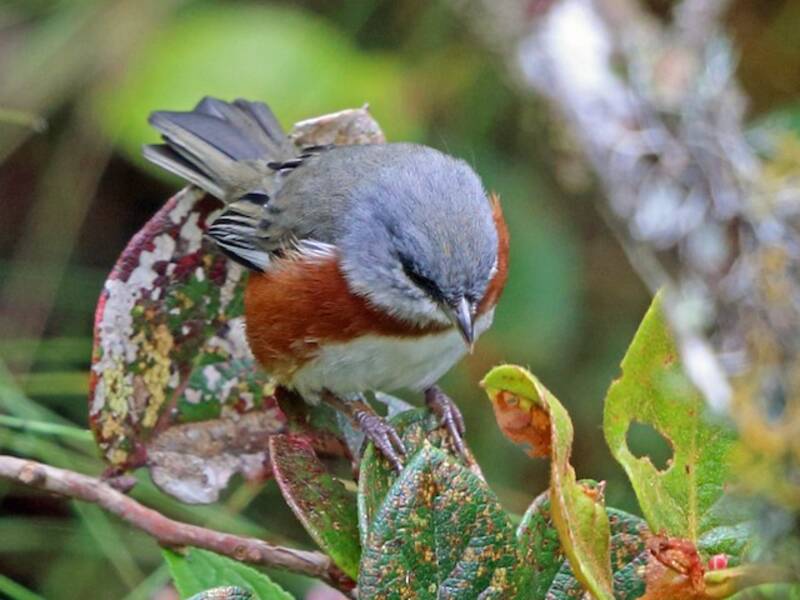 Bay-chested Warbling Finch, Photos 2
