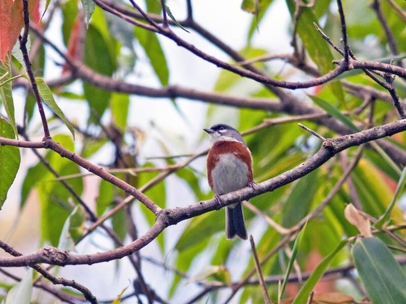 Bay-chested Warbling Finch