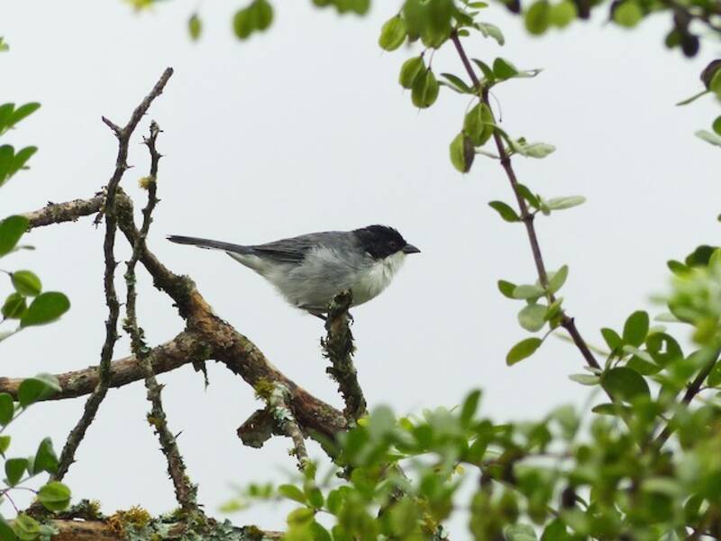 Black-capped Warbling Finch, Photos 4