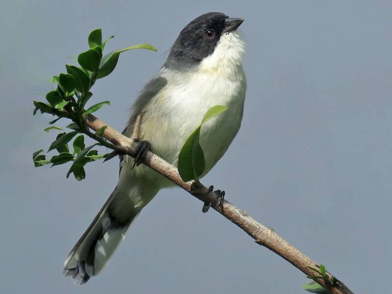 Black-capped Warbling Finch, Photos 2