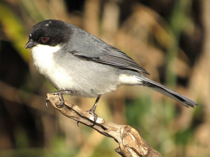Black-capped Warbling Finch, Photos 3