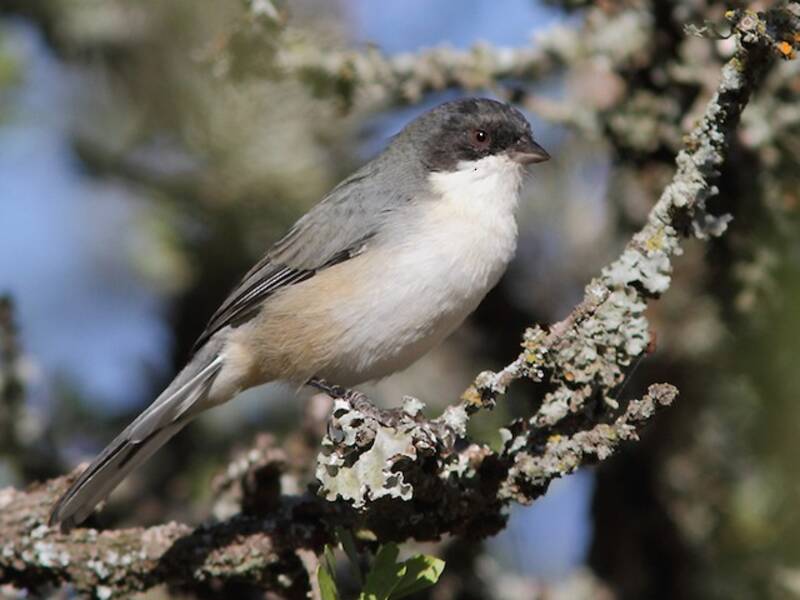 Black-capped Warbling Finch