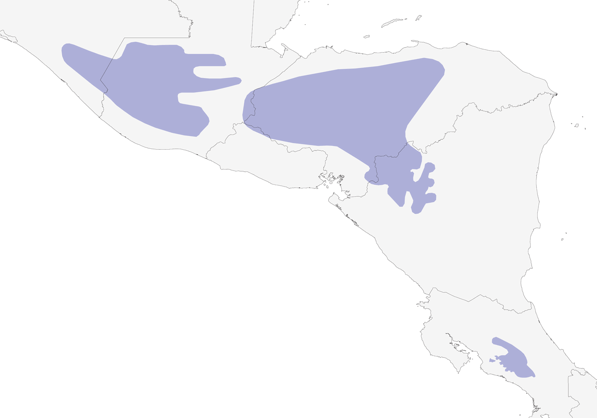 Perdiz silbadora de corona leonada, Distribución 1