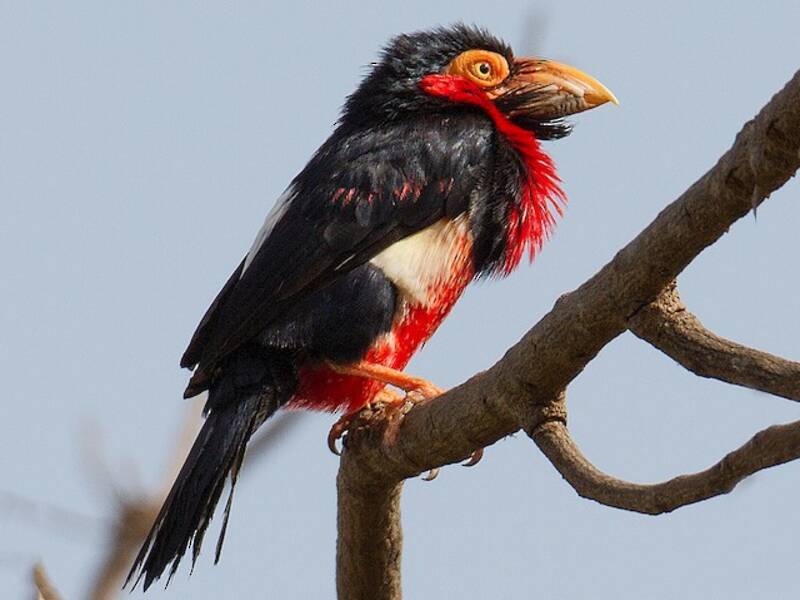 Bearded Barbet