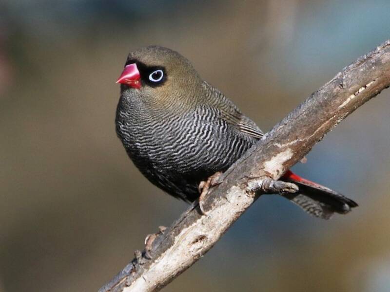 Beautiful Firetail, 照片 2