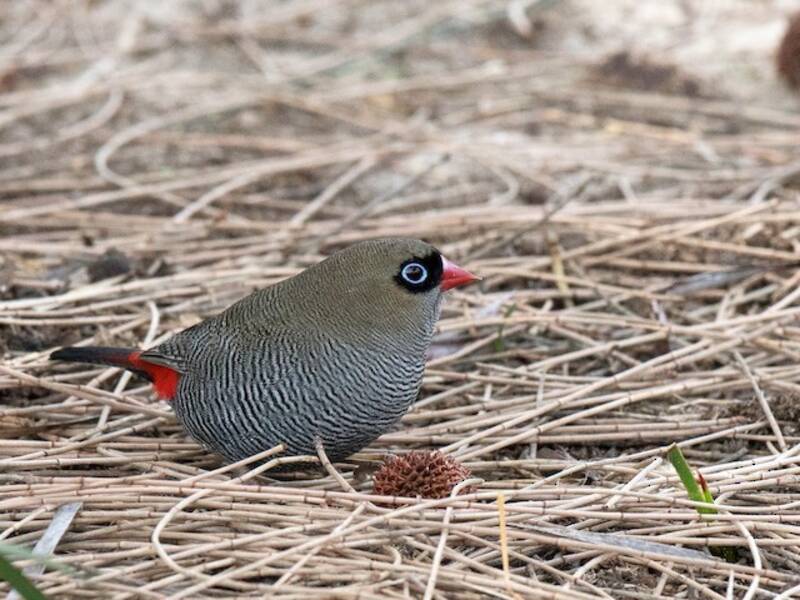 Beautiful Firetail, 照片 3