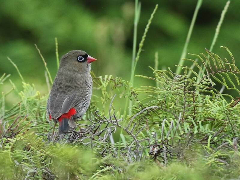 Beautiful Firetail, 照片 4