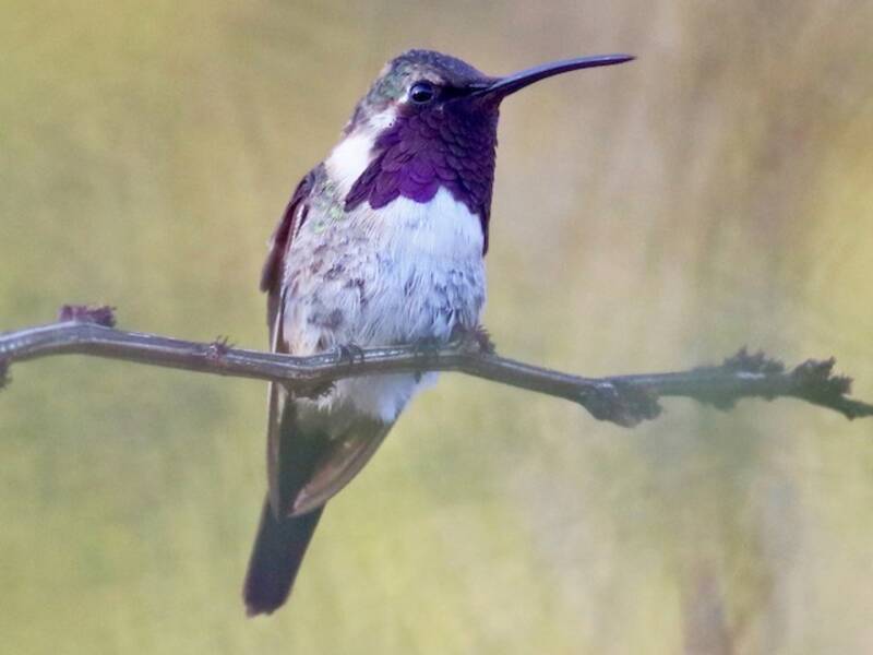 Colibrì bellissimo, Foto 2