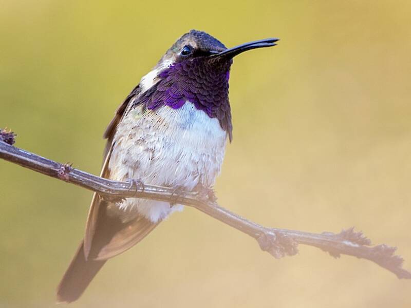 Colibrì bellissimo, Foto 3