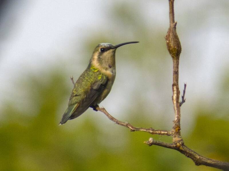 Beautiful Hummingbird