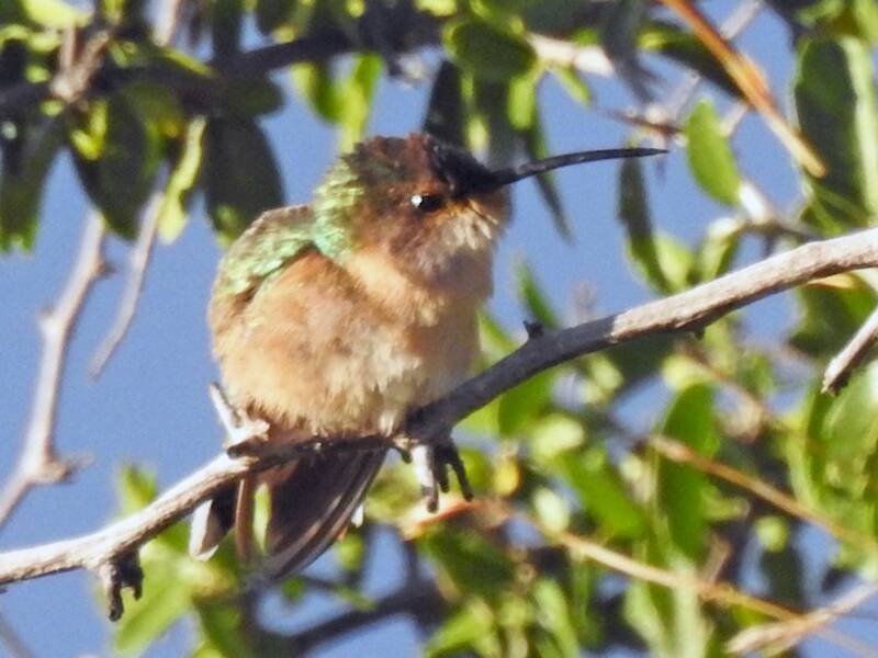 Colibrì bellissimo, Foto 4