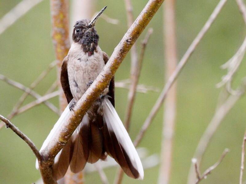 Colibrì montanaro barbuto, Foto 4