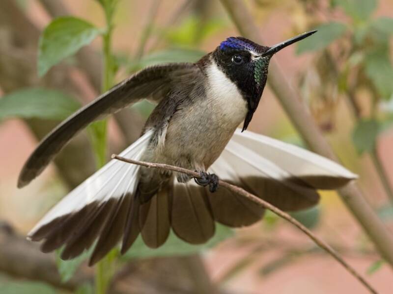 Colibrì montanaro barbuto, Foto 2