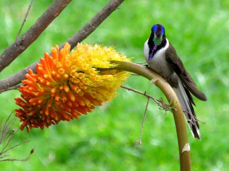 Colibrì montanaro barbuto