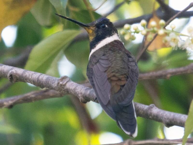 Colibrì montanaro barbuto, Foto 3