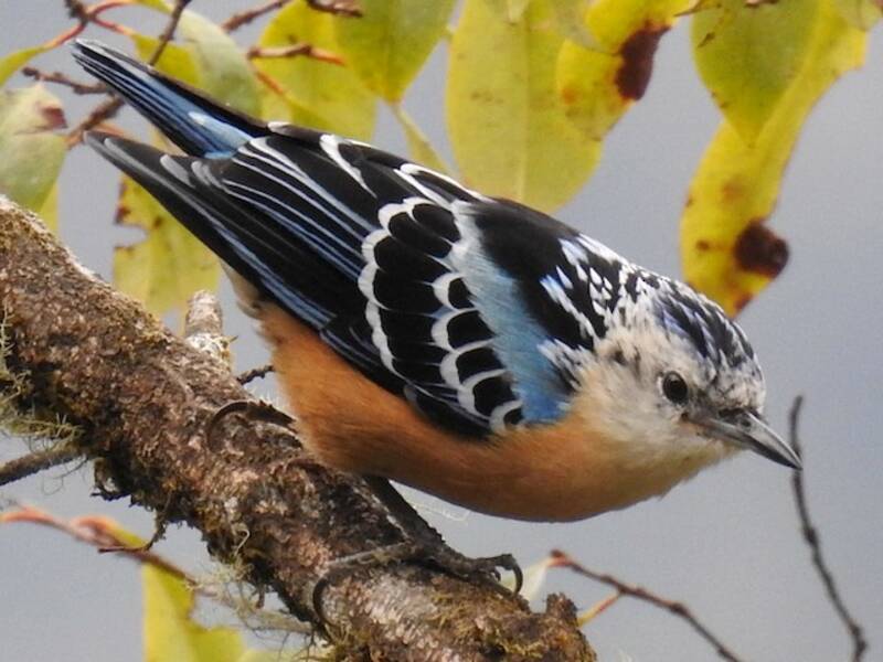 Beautiful Nuthatch, Photos 3