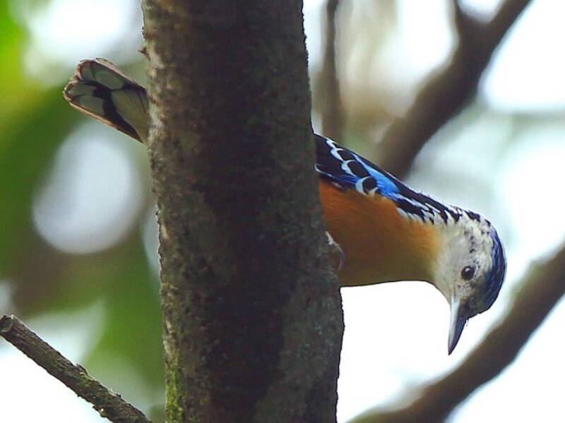 Beautiful Nuthatch, Photos 4