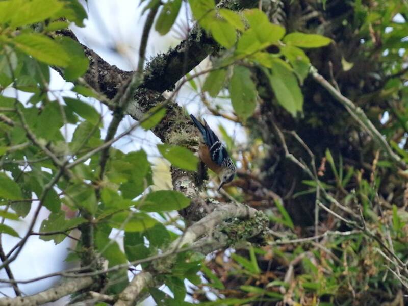 Beautiful Nuthatch, Photos 2