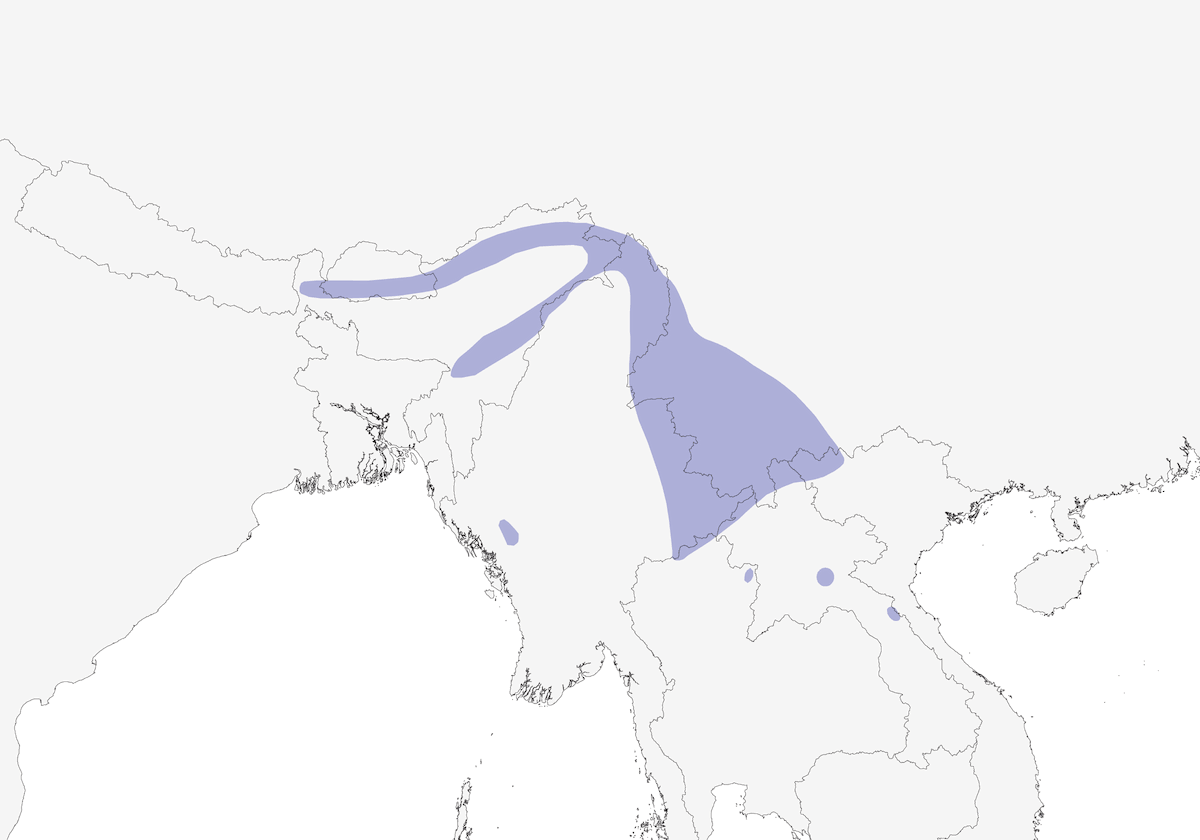 Beautiful Nuthatch, Distribution 1