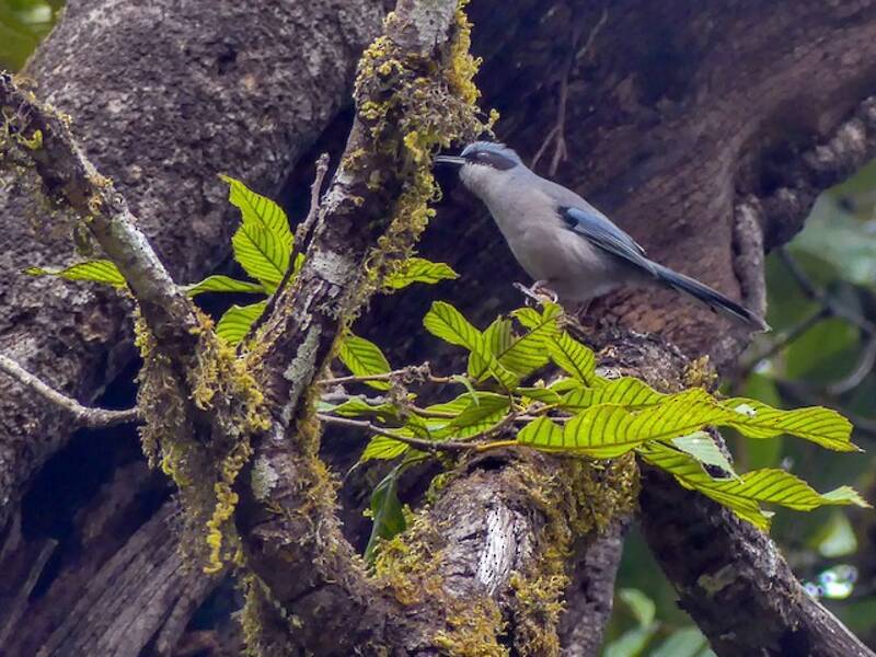 Sibia Hermosa, Fotos 2