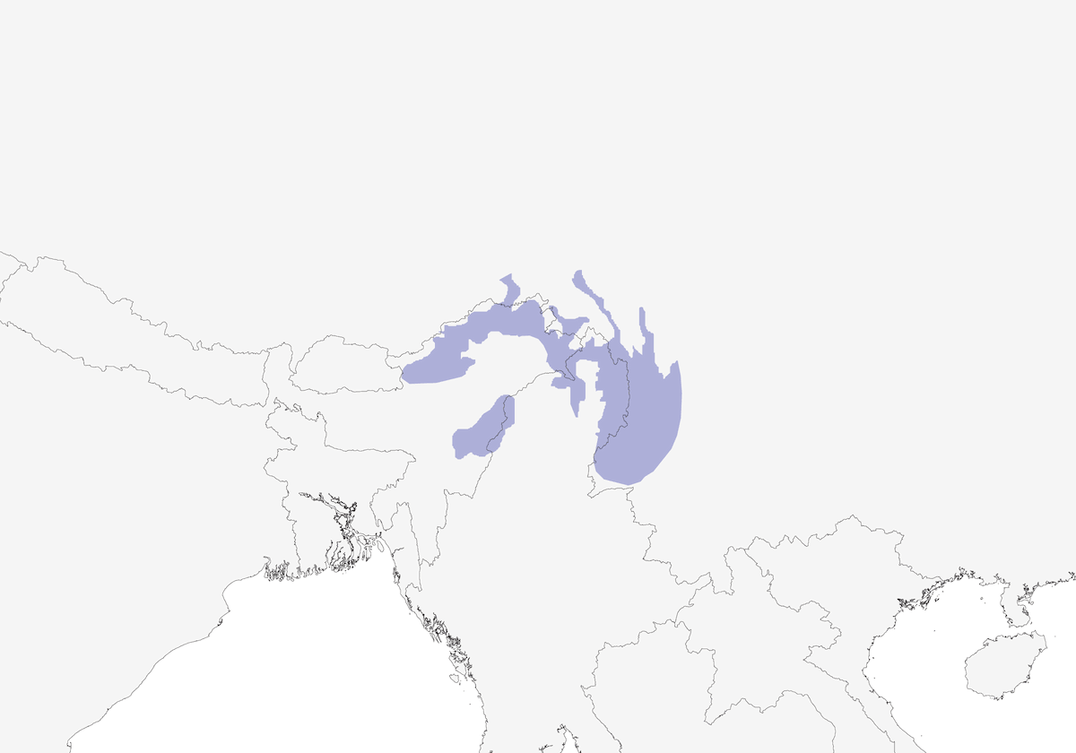 Sibia Hermosa, Distribución 1