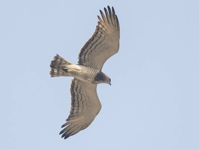 Aquila serpentaria di Beaudouin, Foto 3