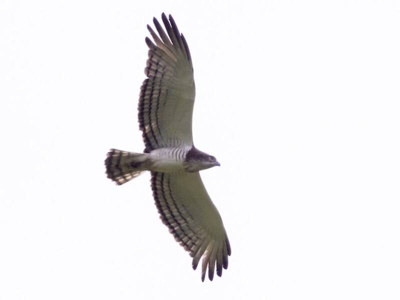 Beaudouin's Snake-Eagle
