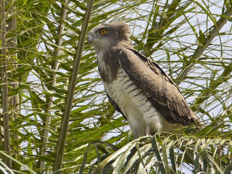 Aquila serpentaria di Beaudouin, Foto 2