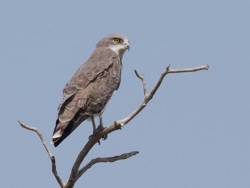 Aquila serpentaria di Beaudouin, Foto 4