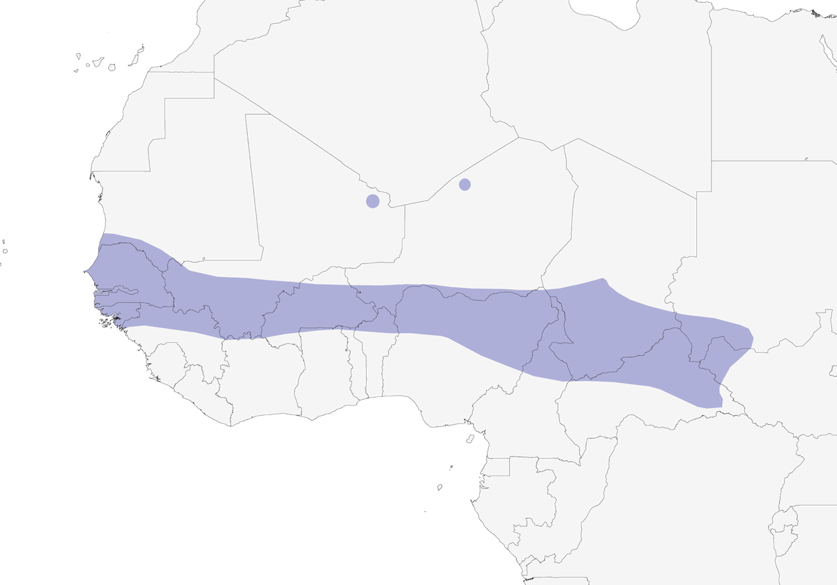 Aquila serpentaria di Beaudouin, Distribuzione 1
