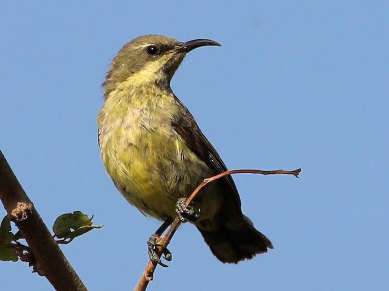 Nettarinia superba