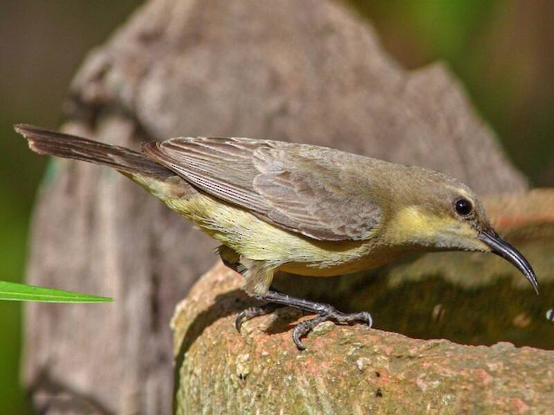 Nettarinia superba, Foto 2