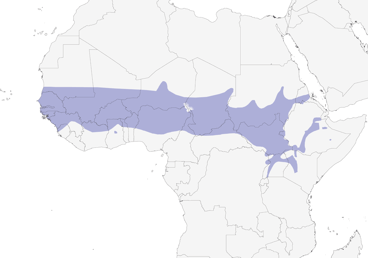 Nettarinia superba, Distribuzione 1