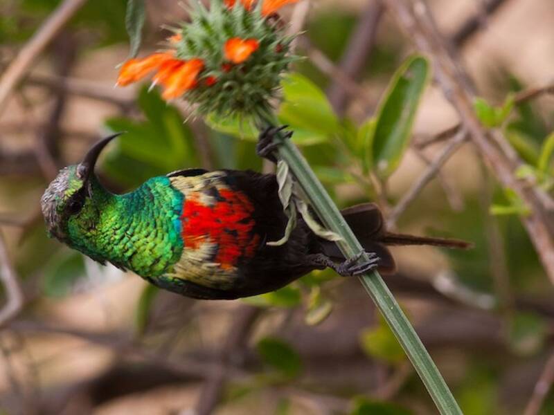Schönsonnenvogel, Fotos 2