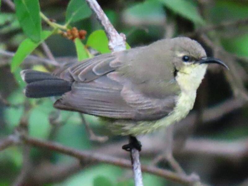 Nettarinia splendida