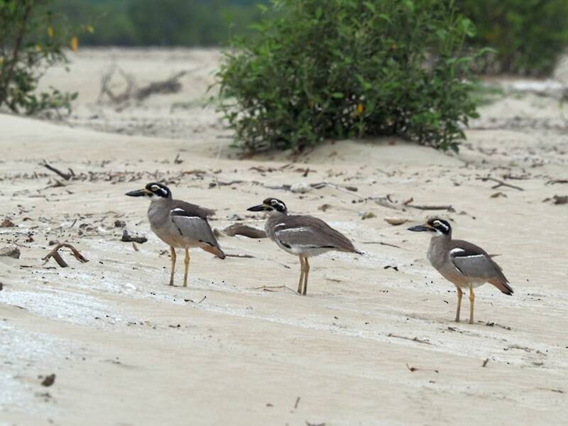 Strandtriel, Fotos 4