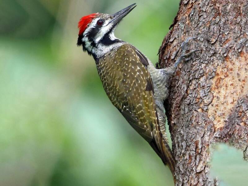 Bearded Woodpecker, Photos 3