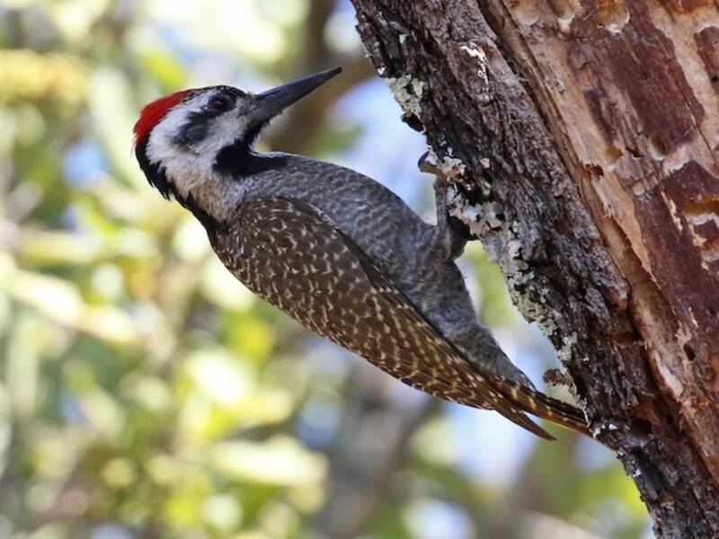 Bearded Woodpecker, Photos 4