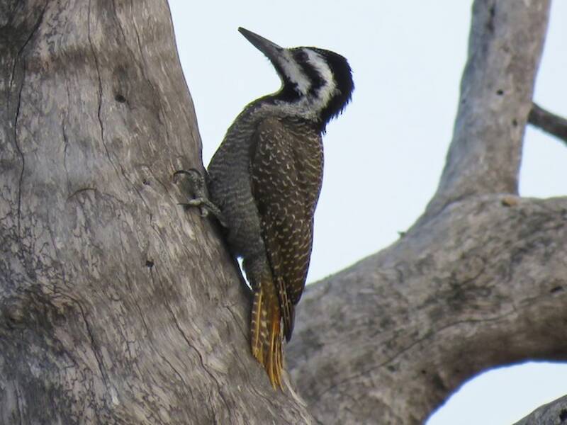 Bearded Woodpecker, Photos 2